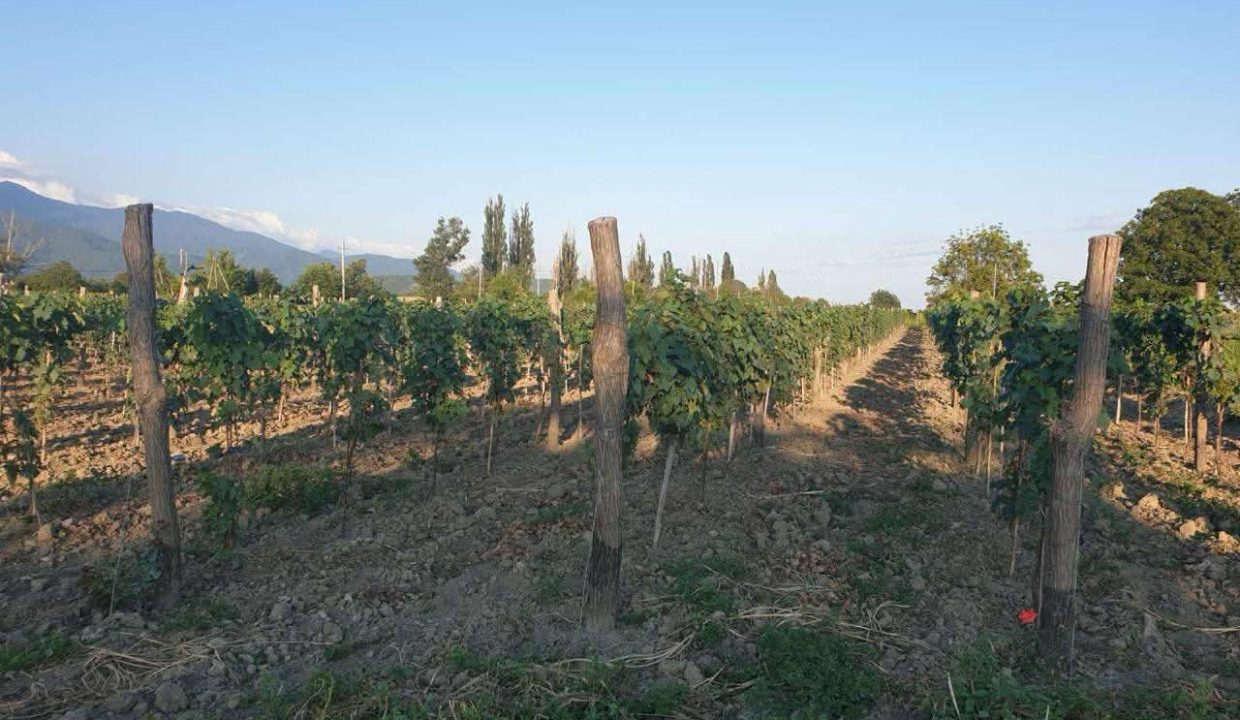 733cca81-982f-4534-9510-9eec19dee58f