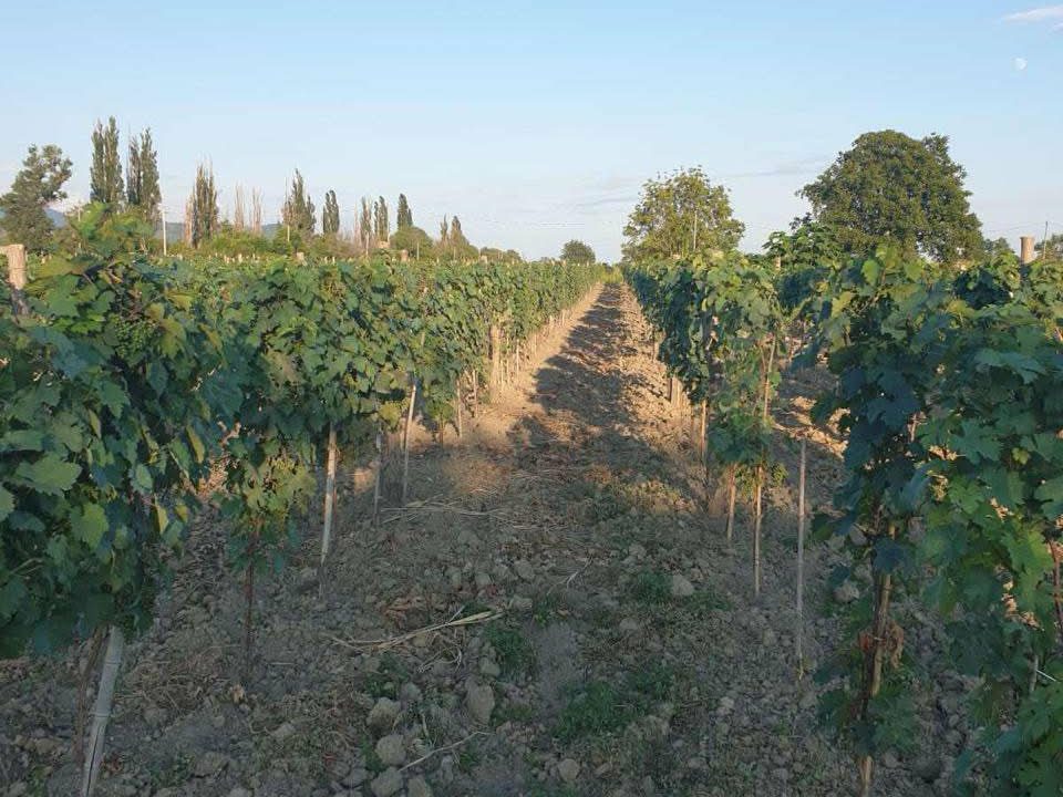 afe06489-33eb-4459-b4c9-43e540ea1686